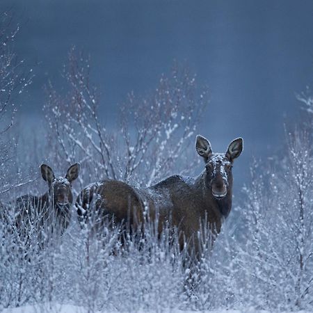 Sorrisniva Arctic Wilderness Lodge Алта Екстер'єр фото