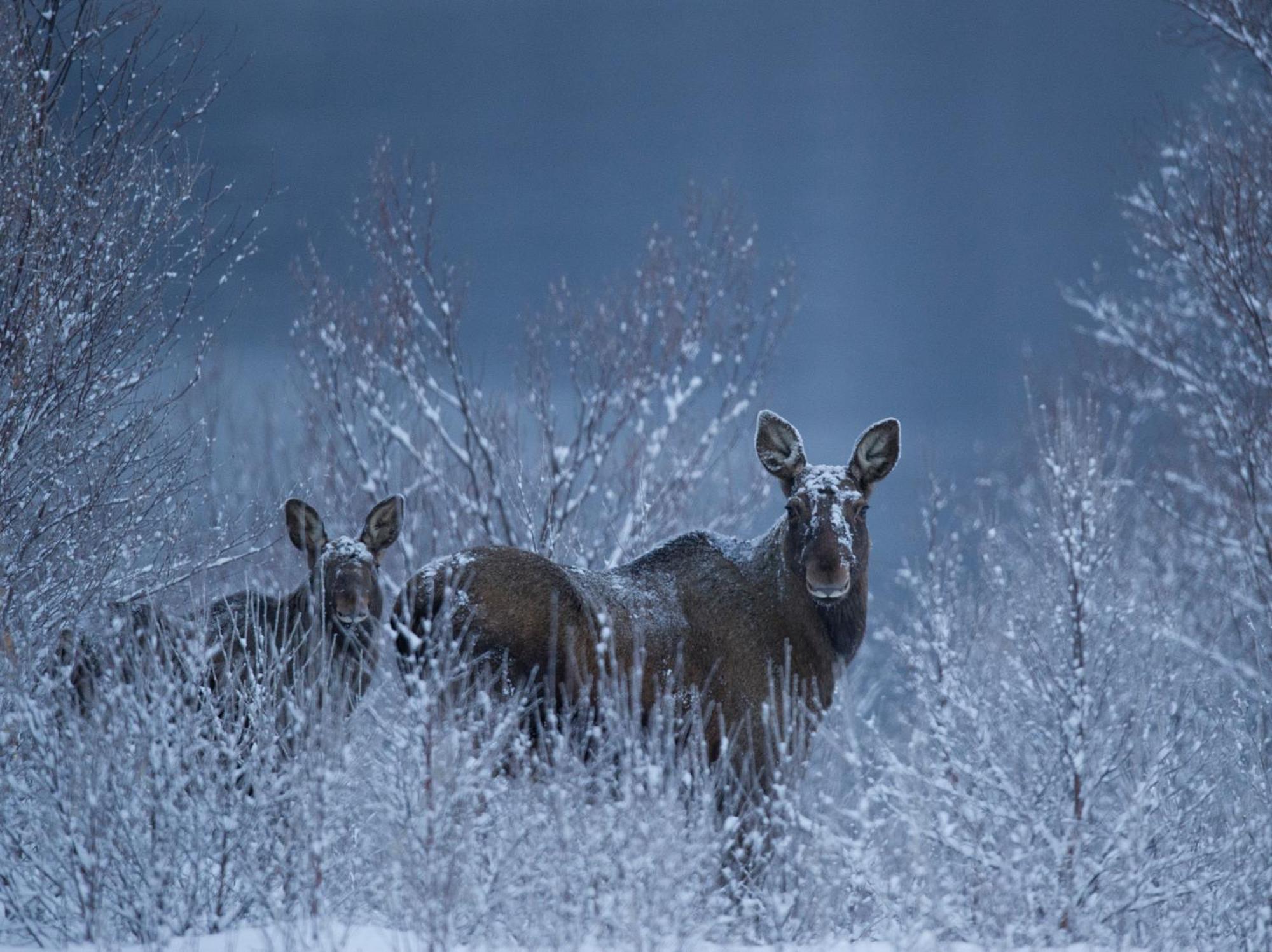 Sorrisniva Arctic Wilderness Lodge Алта Екстер'єр фото